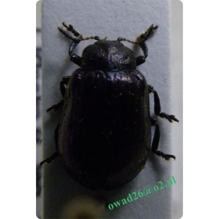 Linaeidea aenea (Linnaeus, 1758) Rynnica olchowa